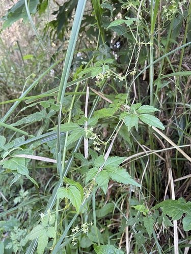 Gynostemma pentaphyllum observed 2025-07-16