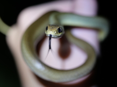 Coluber constrictor oaxaca