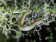 Coluber constrictor oaxaca