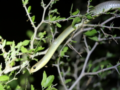 Coluber constrictor oaxaca