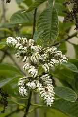Tournefortia rufosericea