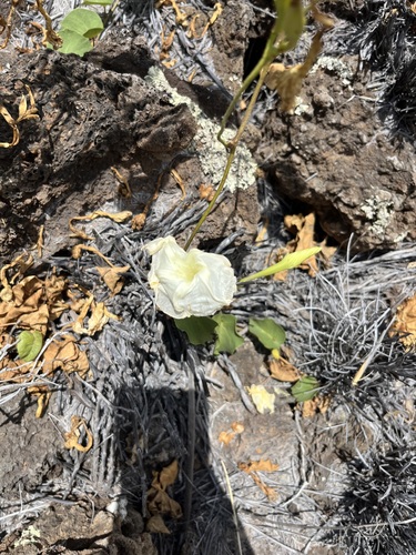 Ipomoea tuboides observed 2025-07-11