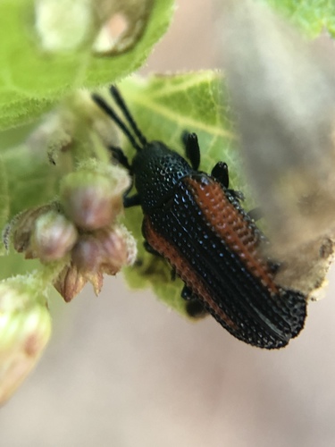 Microrhopala rubrolineata photo 2