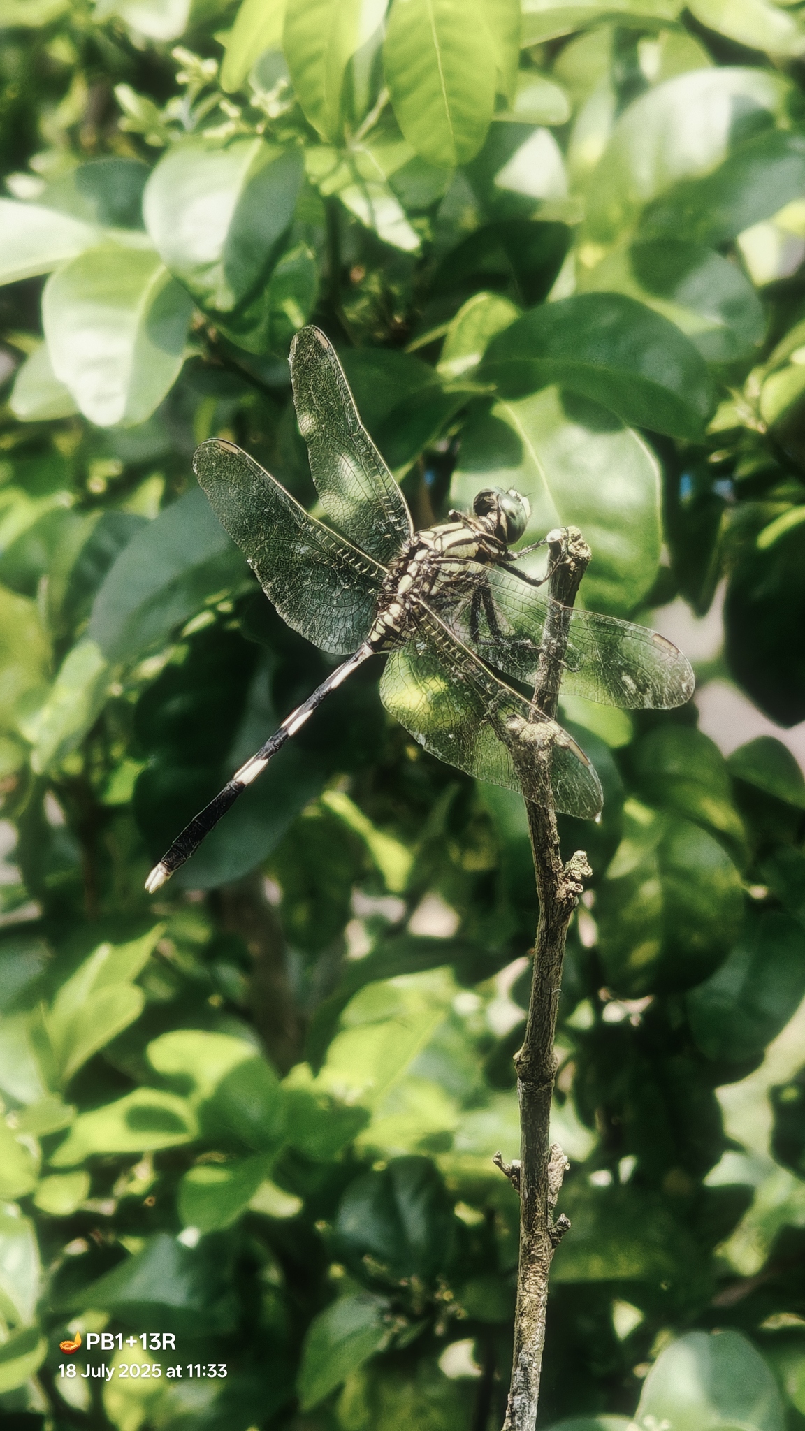 Slender Skimmer