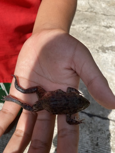 East Asian Bullfrog