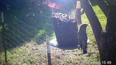 Coccothraustes vespertinus brooksi