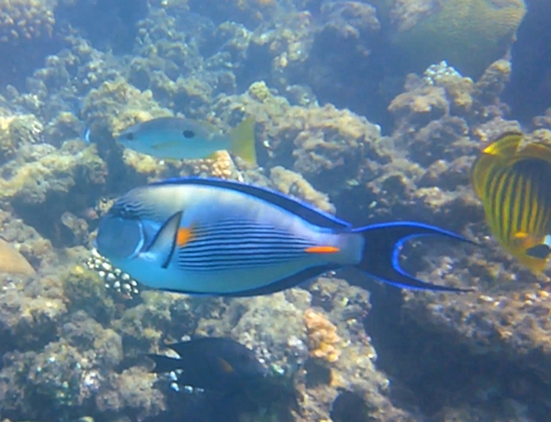 Sohal Surgeonfish — seen at this dive site