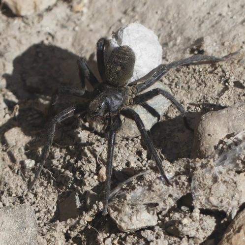 Vesubia jugorum