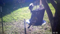 Coccothraustes vespertinus brooksi