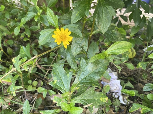 Trailing Daisy