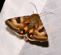Heliothis australis