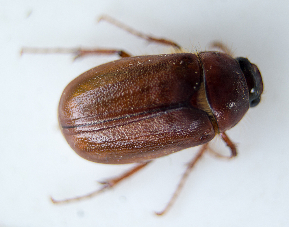 Lesser June Beetle