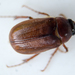 Phyllophaga futilis - Photo (c) psweet, alguns direitos reservados (CC BY-SA), uploaded by psweet