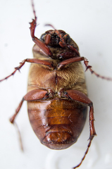 Phyllophaga rugosa