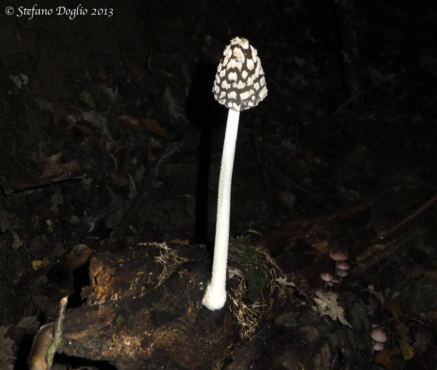 Coprinopsis picacea image