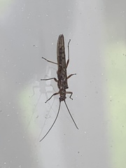 Zelandobius