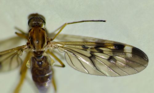 Outhouse Fly photo 6