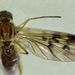 Outhouse Fly - Photo (c) Steve Kerr, some rights reserved (CC BY), uploaded by Steve Kerr