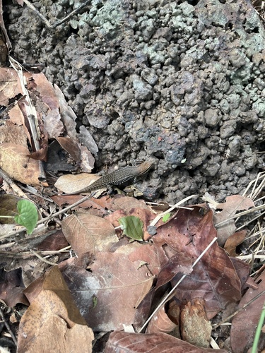Bronze Grass Skink
