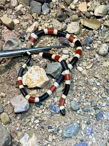 Sonoran Coralsnake