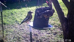 Coccothraustes vespertinus brooksi