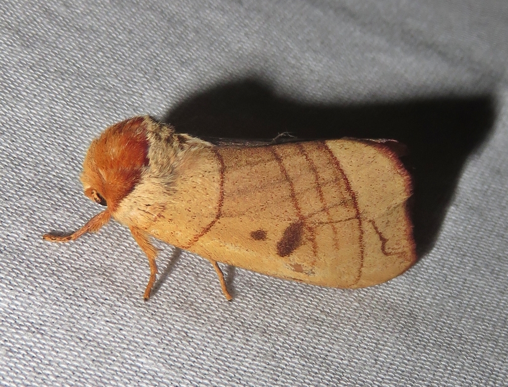 Spotted Datana Moth