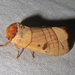 Spotted Datana Moth - Photo (c) Lori A Owenby, some rights reserved (CC BY-NC), uploaded by Lori A Owenby