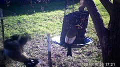 Coccothraustes vespertinus brooksi