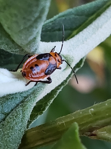 False Milkweed Bug photo 6