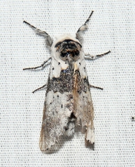 Furcula borealis