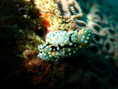 シモフリカメサンウミウシ