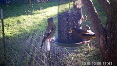 Coccothraustes vespertinus brooksi