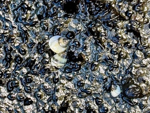 Echinolittorina hawaiiensis observed 2025-07-17