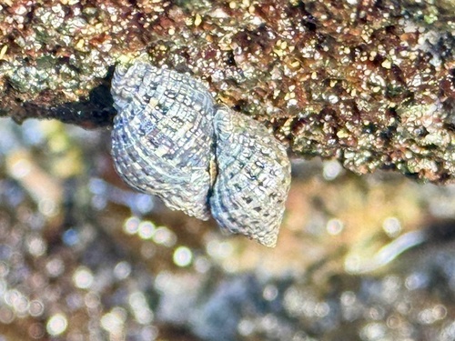 Neothais harpa