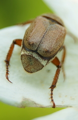 Hoplia trifasciata