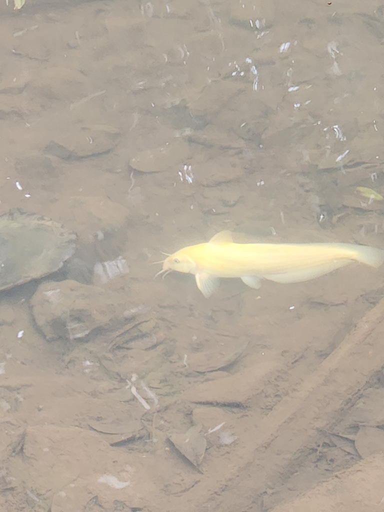 Eel-tailed catfish (Tandanus tandanus) — Plotosidae