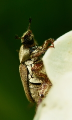 Hoplia trifasciata