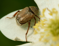 Hoplia trifasciata