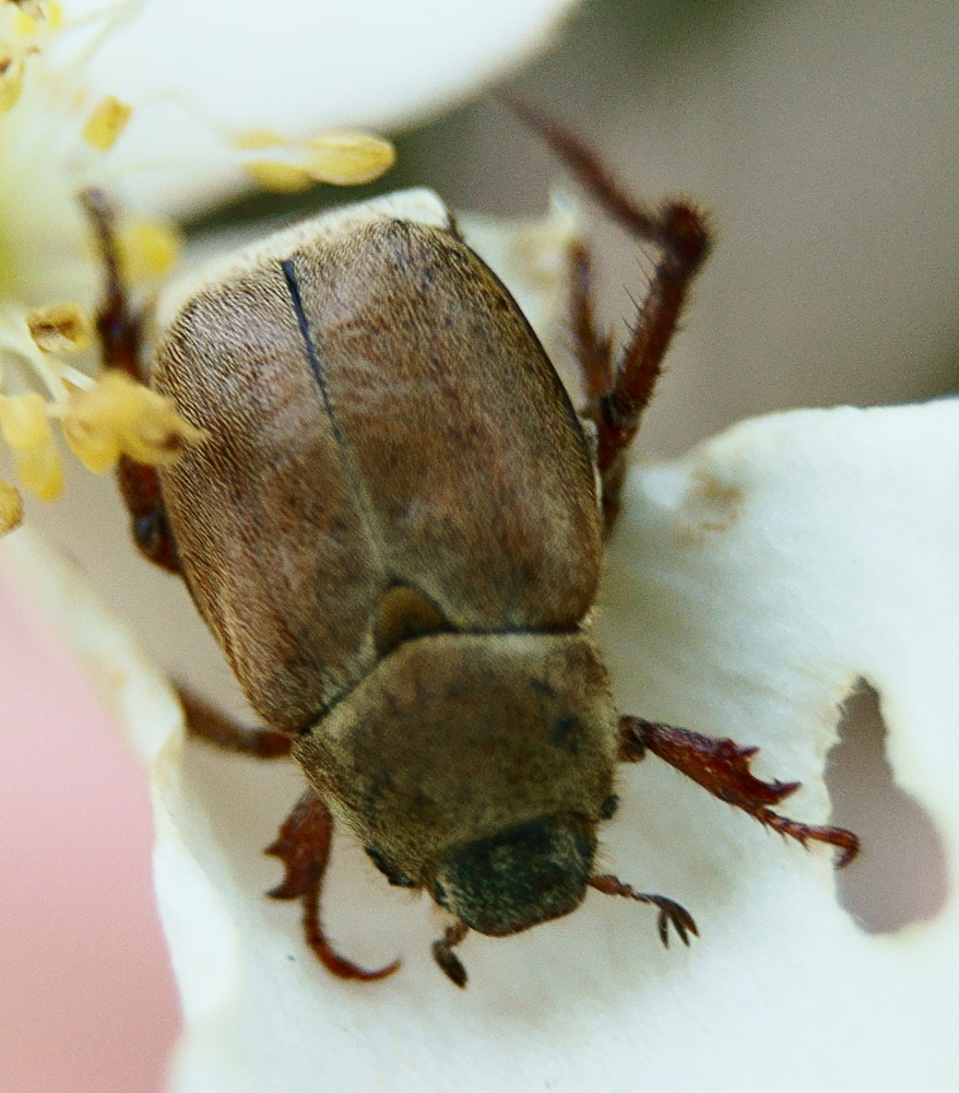 Modest Chafer
