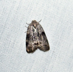 Polygrammate cadburyi