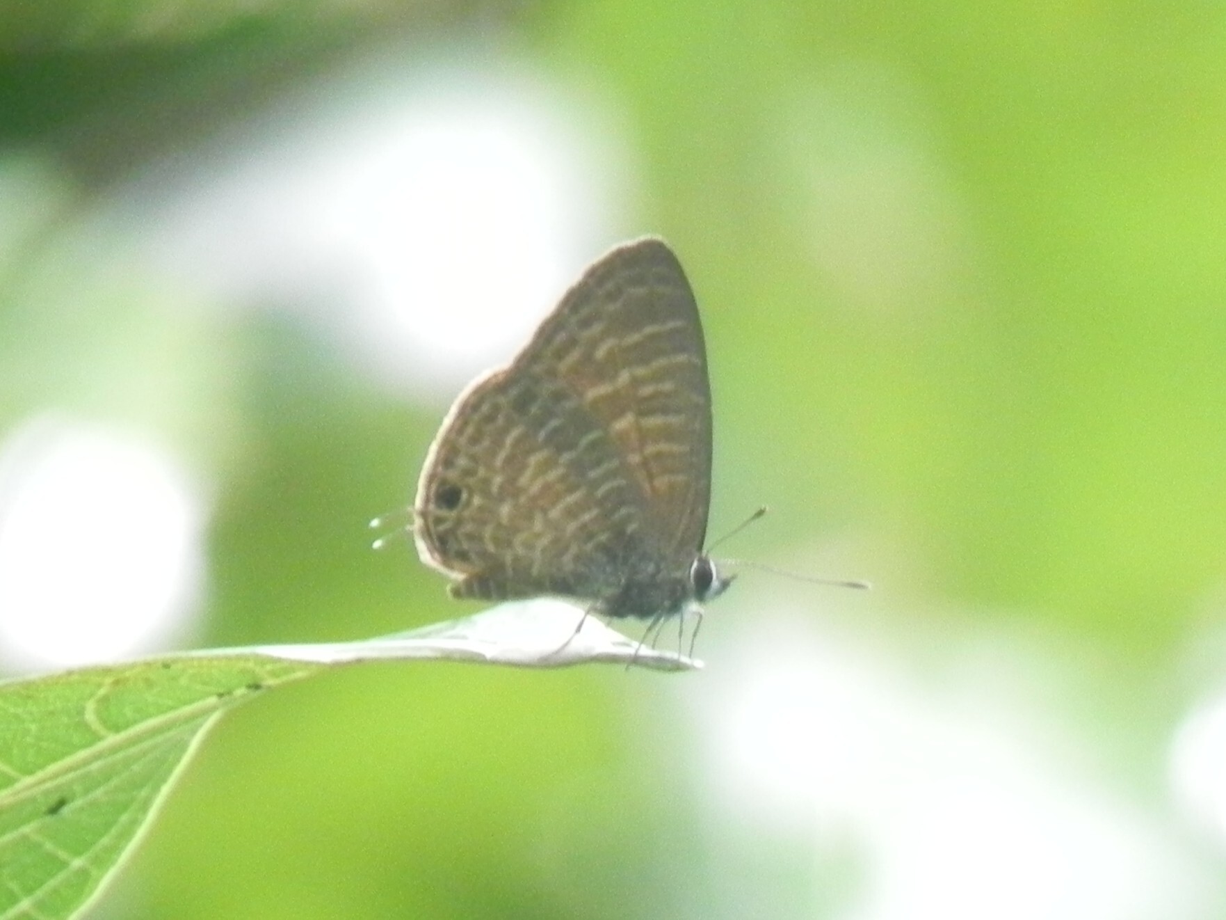 Transparent Six-Lineblue