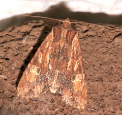 Apamea atrosuffusa
