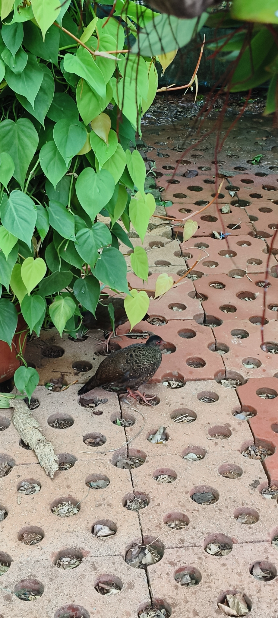 Red Spurfowl (Galloperdix spadicea), photo 7