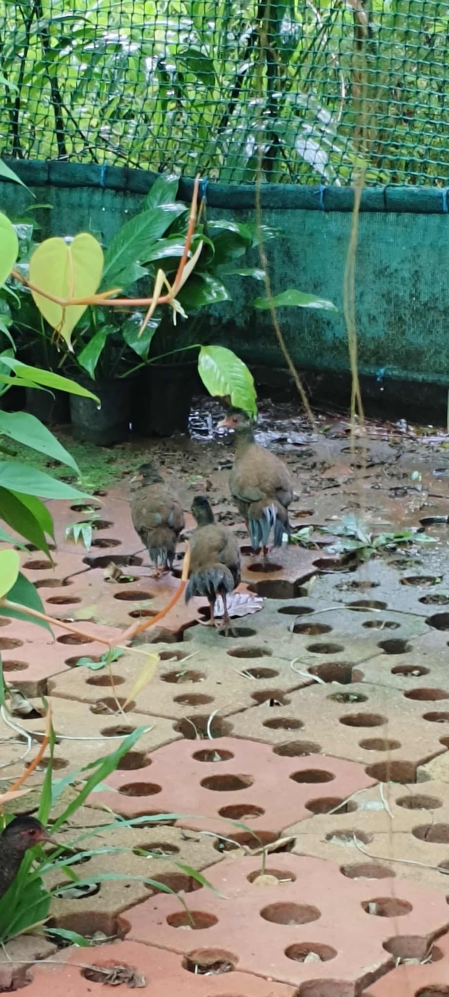 Red Spurfowl (Galloperdix spadicea), photo 9