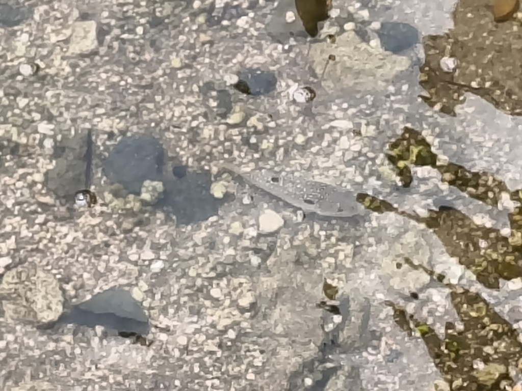 Finepatterned puffer (Takifugu poecilonotus) — Tetraodontidae