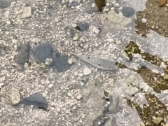 クサフグ