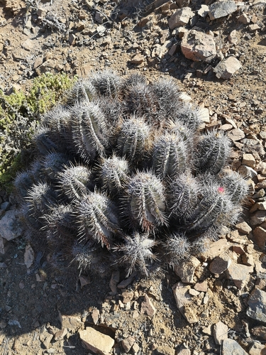 Copiapoa solaris
