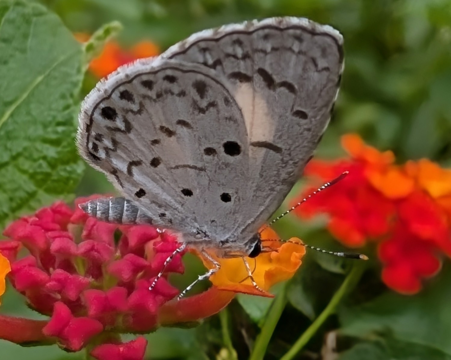 Common Hedge Blue