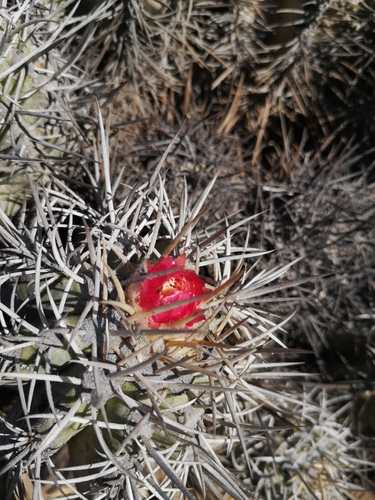 Copiapoa solaris