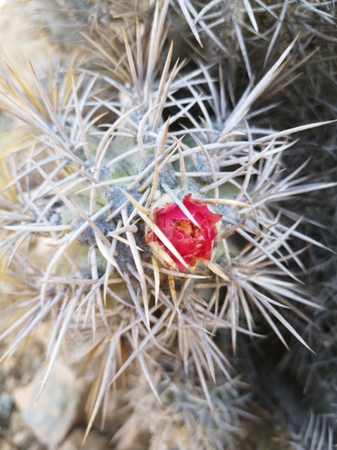 Copiapoa solaris